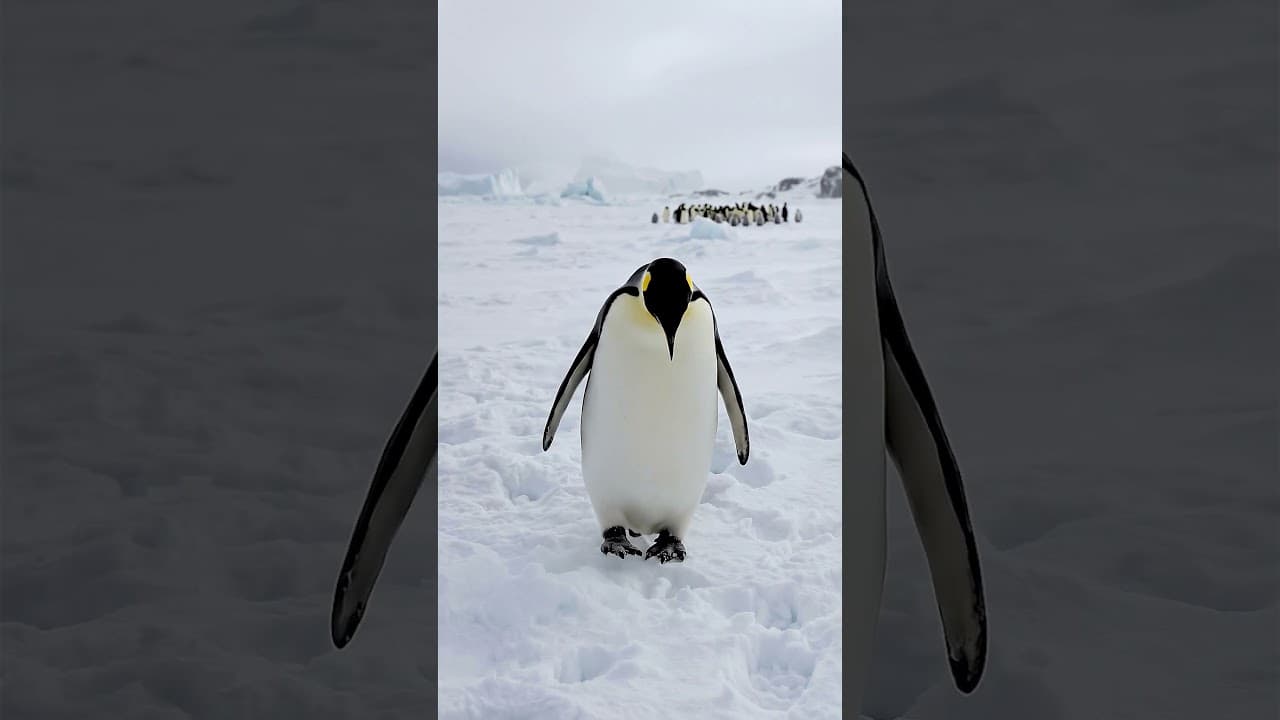 penguine